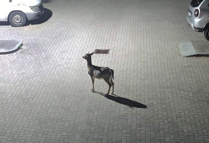 Bambi a spasso per Ardenno FOTO