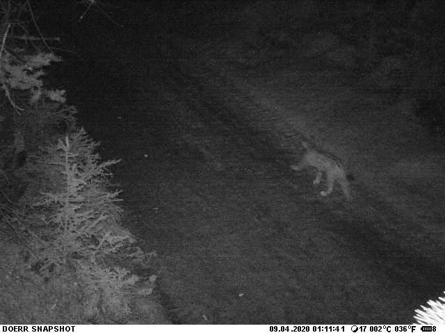 Svizzera: fotografata una lince a pochi km da Livigno