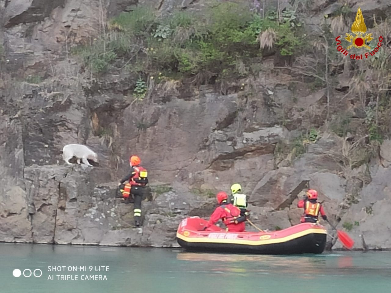 Rischia di cadere nell’Adda, cane salvato dai Vigili del Fuoco FOTO