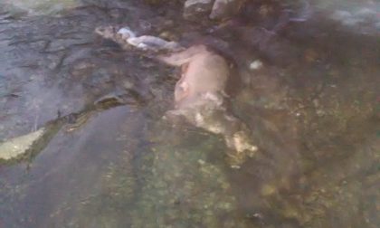 Capriolo morto nel torrente Valle Aprica