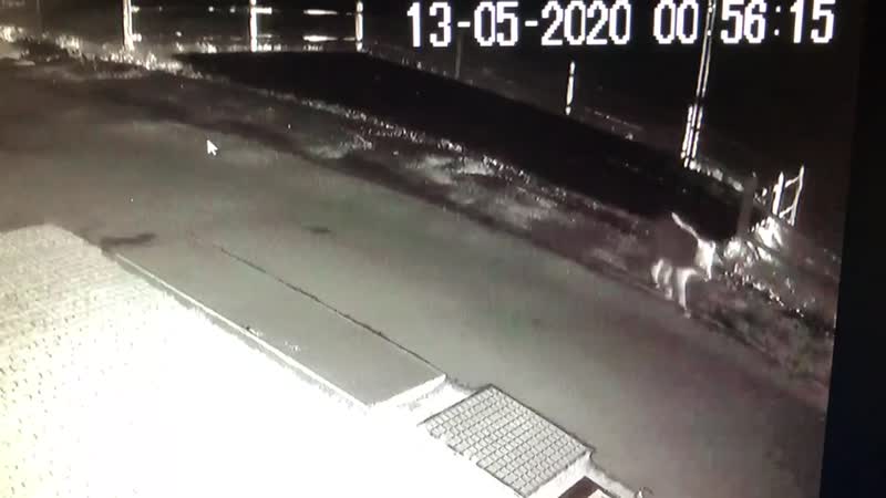 Coronavirus: un orso fuori dal campeggio a Livigno VIDEO