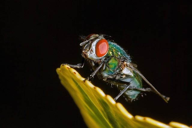 Insetti trasmettono il coronavirus, acqua e bicarbonato per curarlo: tutte le ultime fakenews