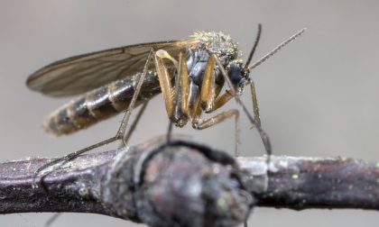 Sondriesi chiamati alla guerra contro le zanzare
