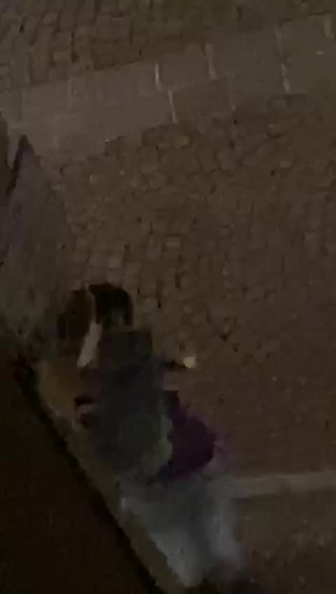 Vandali in azione a Morbegno VIDEO