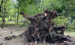 Vento forte, sradicato un grosso albero al parco Bartesaghi - FOTO