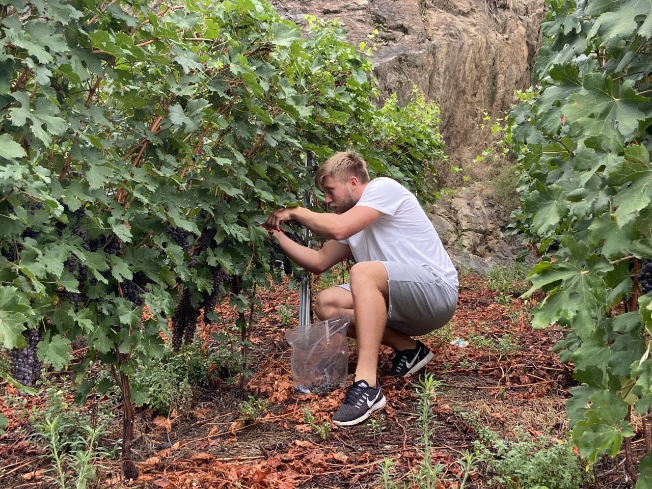 Viticoltura, si annuncia una vendemmia precoce in Valtellina