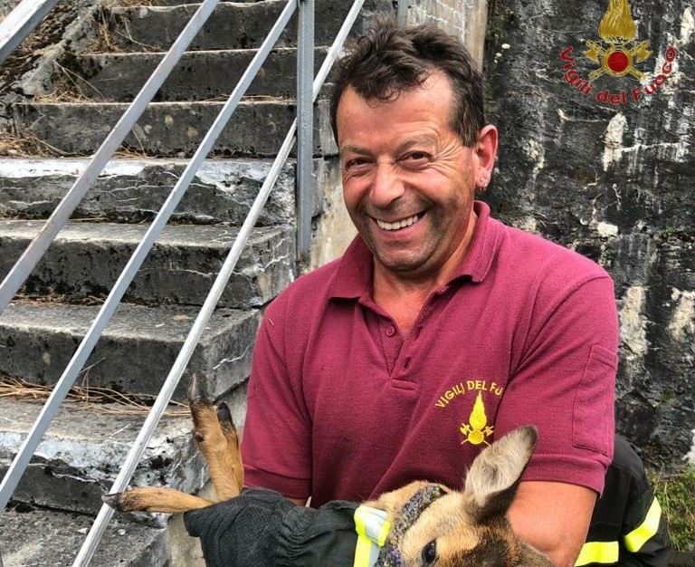 Cuccioli di capriolo salvati dai Vigili del Fuoco