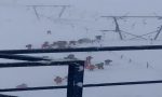 40 cm di neve sullo Stelvio VIDEO