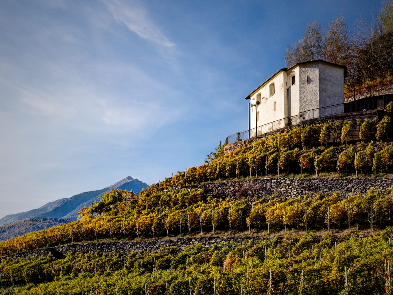 Al via la seconda edizione di “Mangiar per vigne in Valtellina”