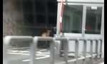Cervo attraversa la dogana a Tirano VIDEO
