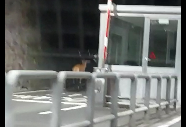 Cervo attraversa la dogana a Tirano VIDEO