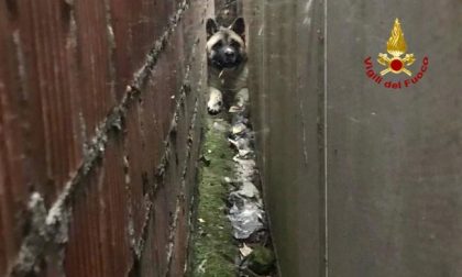 Vigili del Fuoco salvano cagnolino incastrato tra due muri