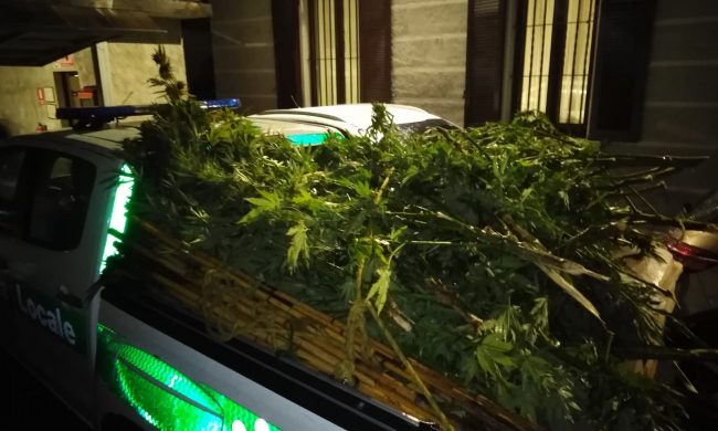 Piantagioni di marijuana sul Lago: maxi sequesto di droga