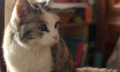 Lilli gatta da record, compie 25 anni