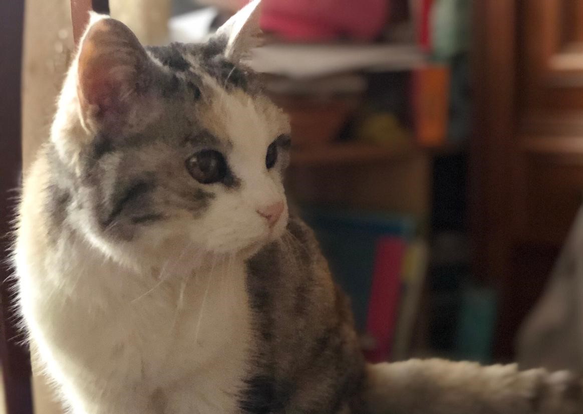 Lilli gatta da record, compie 25 anni