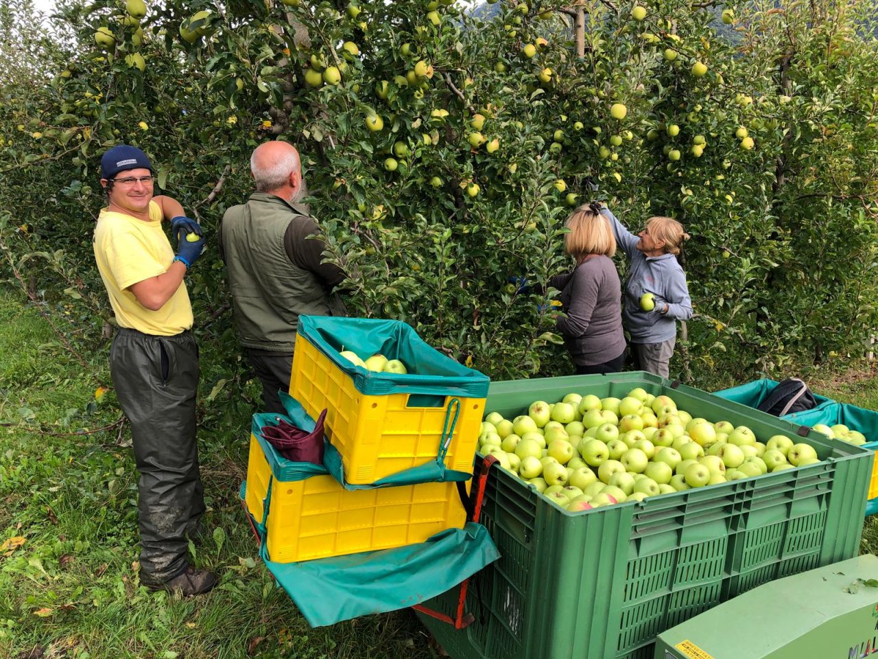 Mele, in Valtellina stagione positiva: qualità alta e buone pezzature