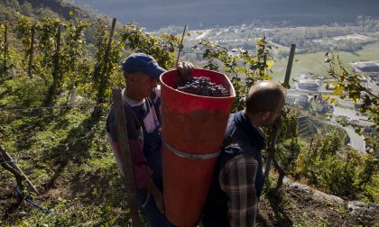 Il grazie di Nera e Caven ai viticoltori della Valtellina