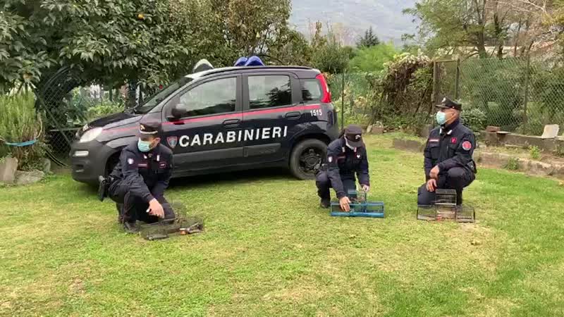 Usava uccelli vivi come esche per la caccia, orrore a Colico VIDEO