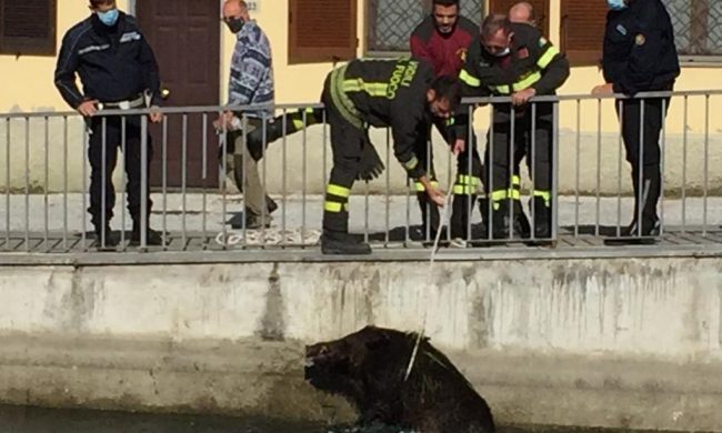 Cinghiali pescati nel Naviglio FOTO