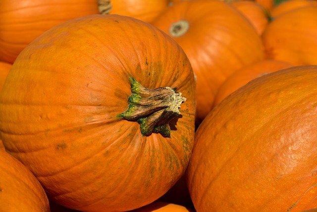 Halloween, zucca protagonista in tavola:  “Memoria, curiosità e i consigli per prepararla”