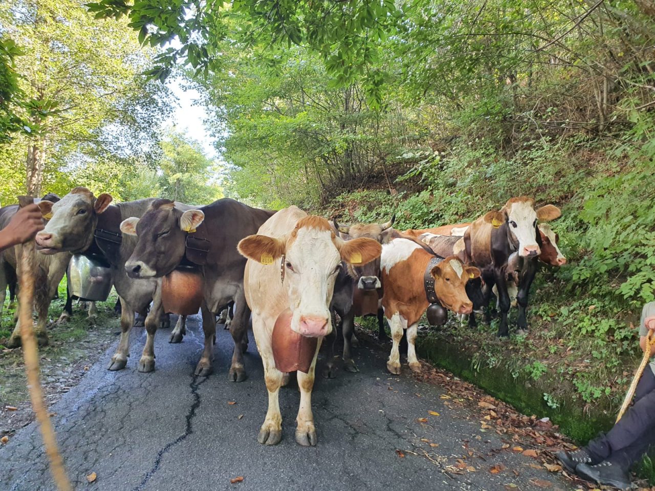 Boom di iscrizioni in Agraria, in provincia di Sondrio i giovani in agricoltura sono il 26%