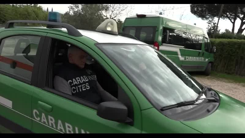 Flora e fauna a rischio di estinzione: l’impegno dei Carabinieri nel Calendario CITES 2021 VIDEO