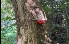 Trappole a scatto fissate su alberi, scoperto bracconiere