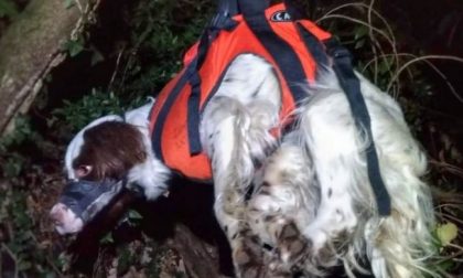 Due cani finiscono nel dirupo, soccorsi in azione