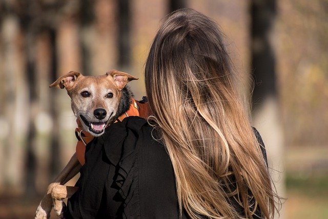 La rabbia dei sondriesi per le deiezioni canine