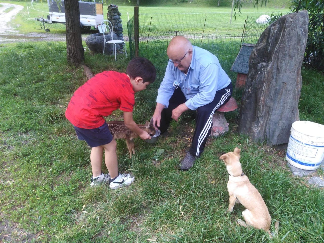 Salvano, curano e adottano un cucciolo di capriolo, ma la “legge” lo ha strappato al loro affetto
