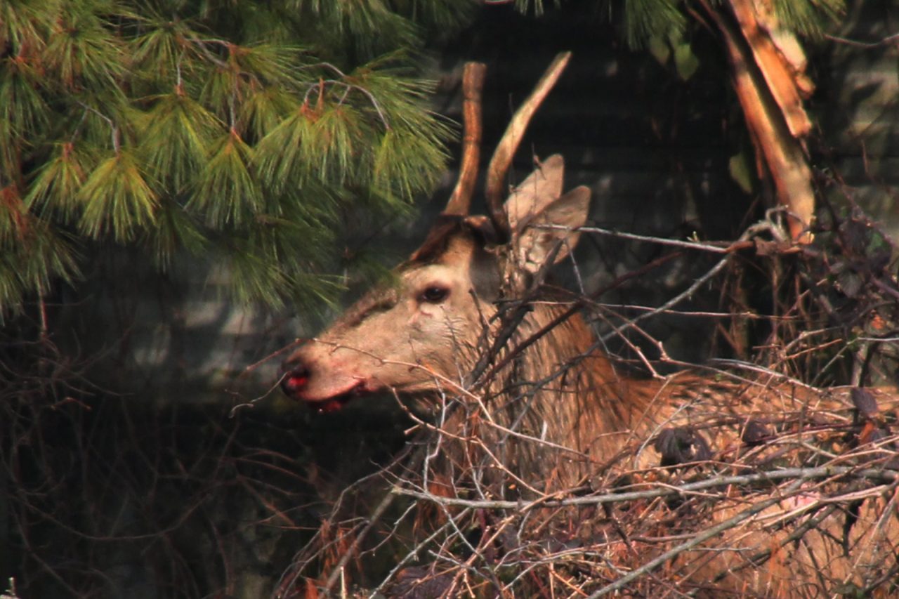 Animali selvatici e indagini sulla Febbre del Nilo: intenso il mese della Polizia Provinciale