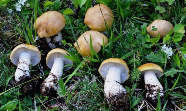 Una mostra dedicata ai funghi