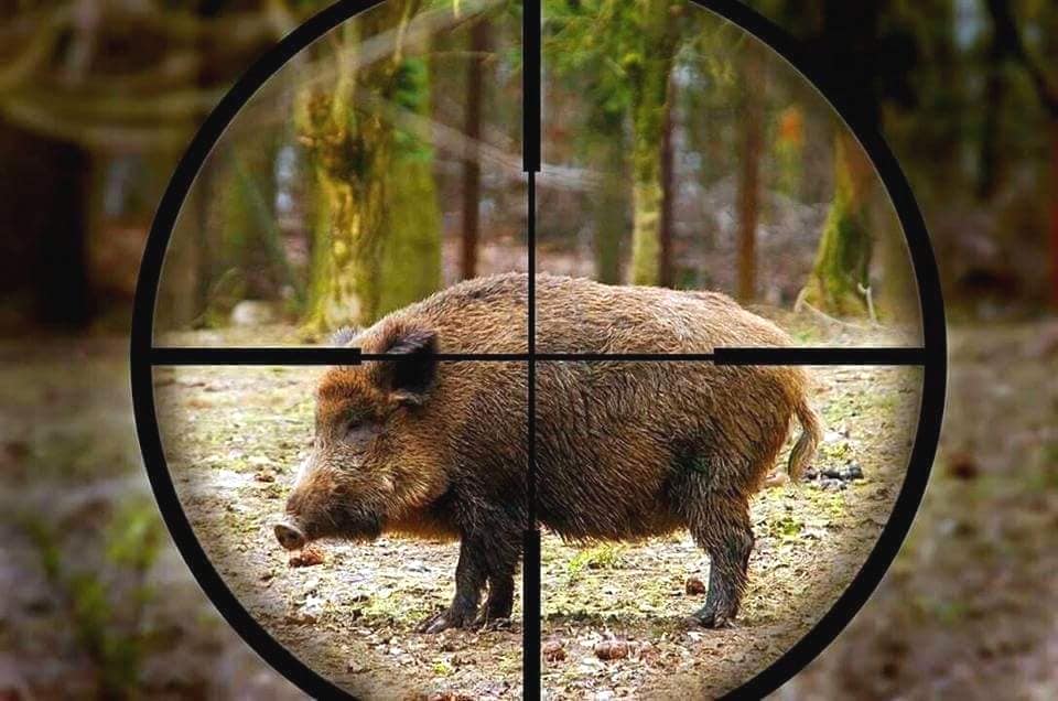 Da cacciatore a preda, 67enne caricato e ferito da un cinghiale