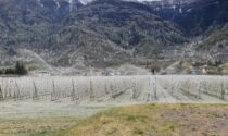 “Il gelo per salvare le mele dal gelo”: le foto della lotta contro il maltempo in Valtellina