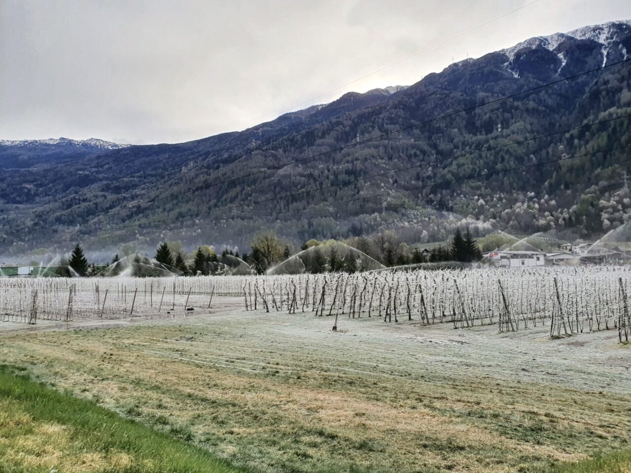 Gelate e maltempo: appello alla Regione per salvare le mele della Valtellina
