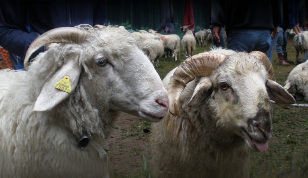 Convegno sulla pecora Ciuta
