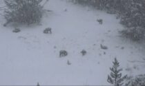 Nevicata di Primavera in Valtellina: le foto e i video dello spettacolo fuori stagione