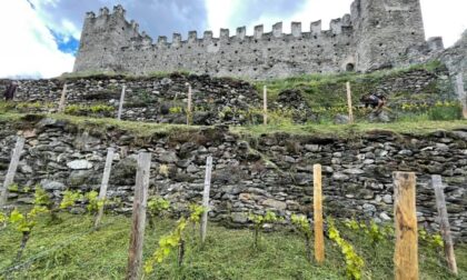Ecco i primi tre vini con le uve del vigneto del Castello di Grosio