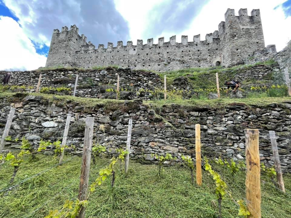 Ecco i primi tre vini con le uve del vigneto del Castello di Grosio