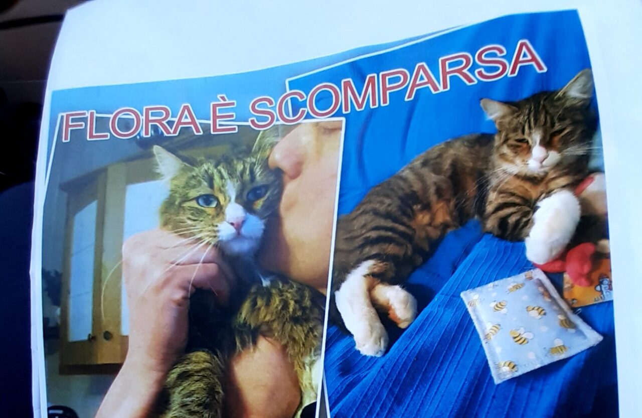 Appello per ritrovare la gatta Flora