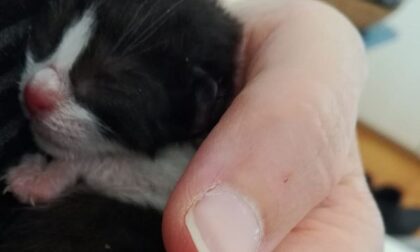 Gattino di pochi giorni gettato nella spazzatura