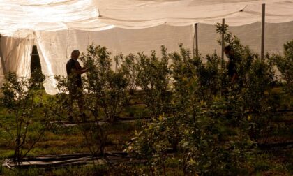 La Cooperativa vitivinicola di Montagna, Poggiridenti e Ponchiera cresce e apre ai piccoli frutti