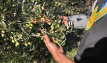 Lezione di potatura dell'olivo con la Fondazione Fojanini