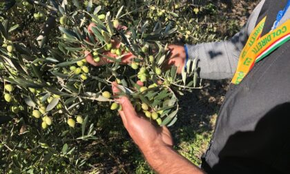 Lezione di potatura dell'olivo con la Fondazione Fojanini