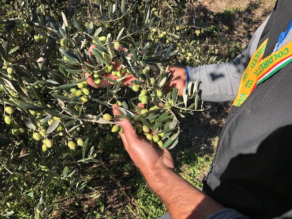 Raccolta olive Valtellina 2020