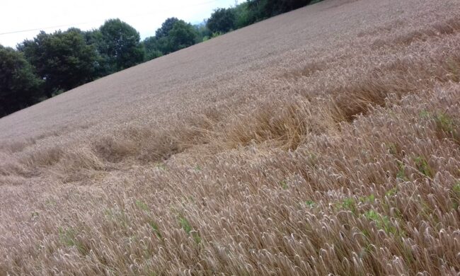 Cerchi nel grano comparsi accanto a una cascina in Brianza