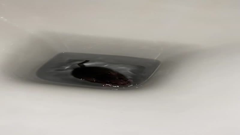 Un’altro topo nel water: il video della brutta sorpresa…