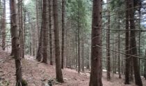 Valorizzare i boschi: 13,5 milioni di euro per le Comunità montane