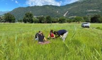 Specie in via di estinzione presente al Pian di Spagna, studiosi al lavoro