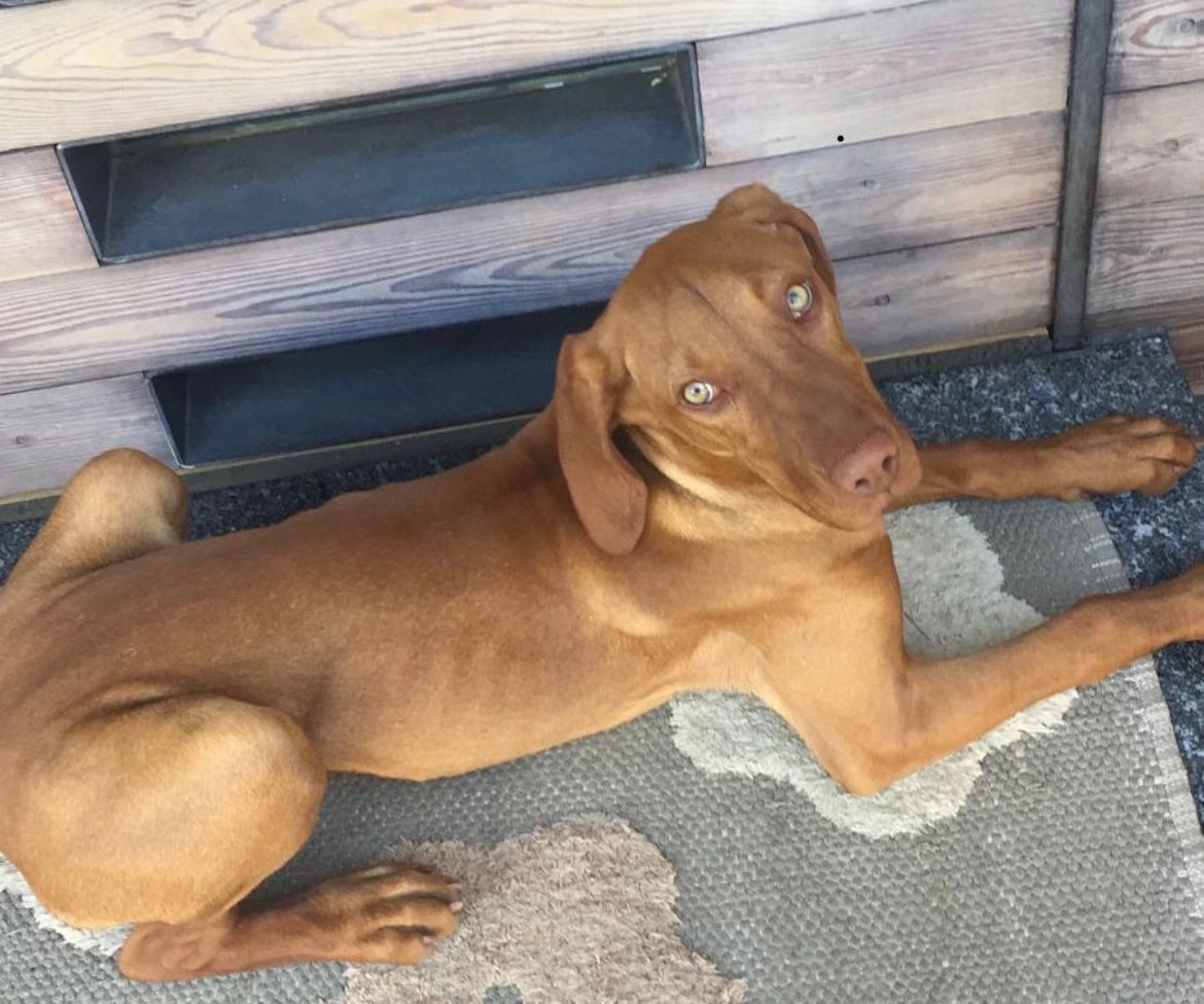 Si cerca Hera, cagnolina scappata a Sondrio